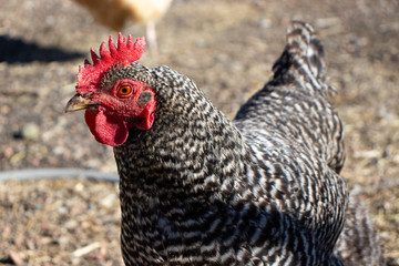 portrait of a chicken