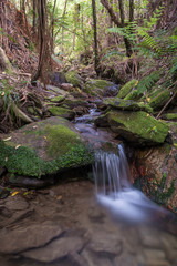 A small waterfall over moss covered rocks on a forest stream at Pelorus Bridge Scenic Reserve, Marlborough, New Zealand.