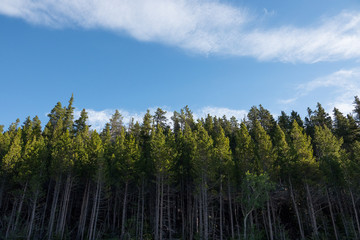 Green Trees Bathed in Morning Light 01