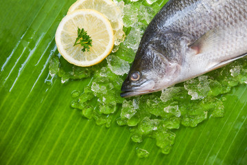 Fresh sea bass fish for cooking / Seafood raw seabass fish plate ocean gourmet on ice