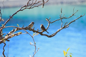 伊豆下田　外浦海岸にいたスズメ