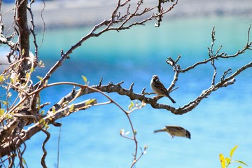 伊豆下田　外浦海岸にいたスズメ
