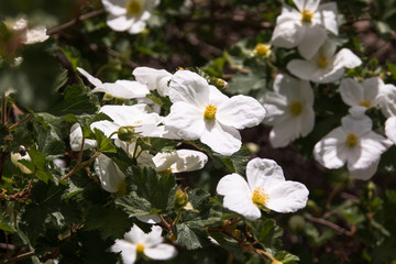 Colorado Wildflowers 02
