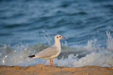 Seagull on the sandy Black Sea coast in its natural habitat.