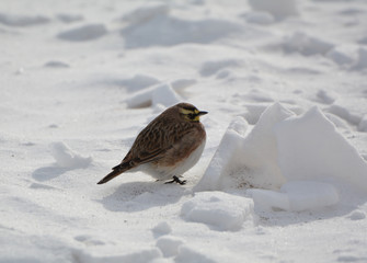 Horned Lark on the snow