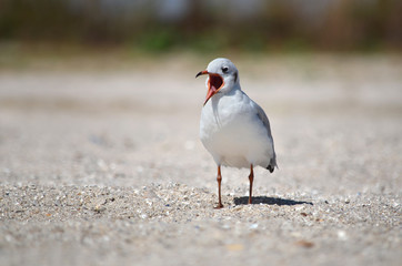 Gull on the sandy Black Sea coast in its natural habitat.