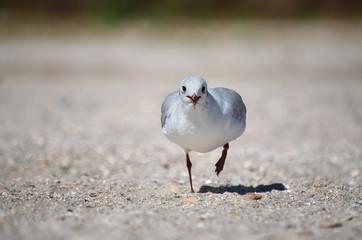 Gull on the sandy Black Sea coast in its natural habitat.