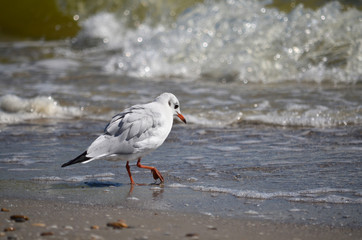 Seagull on the Black Sea coast near the water looking for food in the natural habitat.