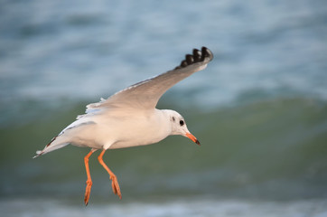 A seagull flies over the waves of the Black Sea.