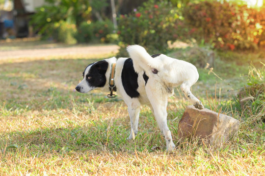 Dog pee,Dogs pee on the rocks in the park