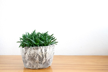 Bergeranthus multiceps, Mini Green Succulent Plants Indoor Houseplant Pot on Table Top White Background