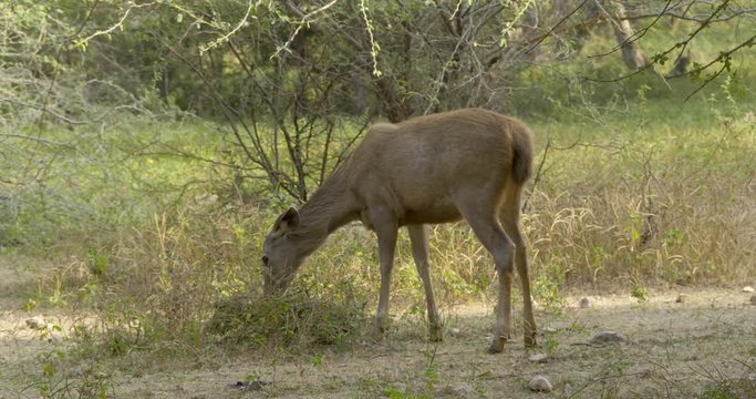 A barasingha swamp deer eats grass.