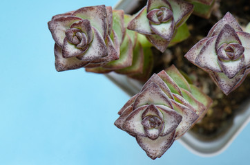 Select Focus of Crassula Perforata ,String of Buttons Succulent Plant Pot Top View Blue Background
