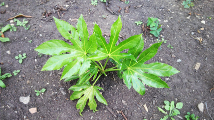 Little plant