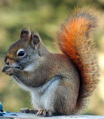 Red Squirrell