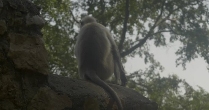 A langur monkey sits on a temple wall.  A second monkey runs through the frame.