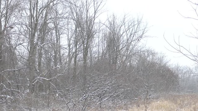 Slow drifting shot of wintery field with flying owl before zooming in on it