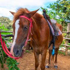 Cute brown horse with harness. Ranch horse with sad eyes. Cute farm animal portrait. Harness and...