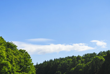 Obraz premium 木 空 雲 素材