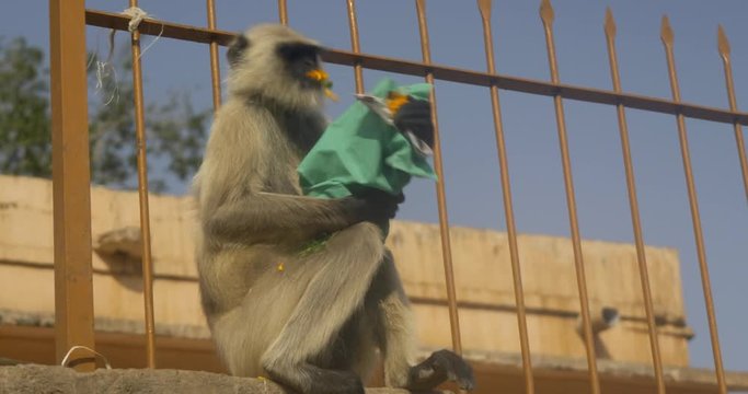 A langur monkey eating some flowers stolen from a tourist.