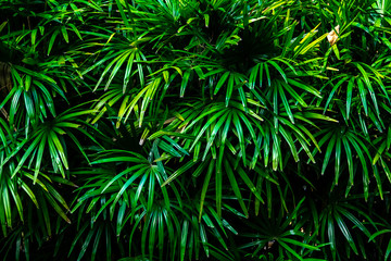 Fototapeta na wymiar Dark green leaf background