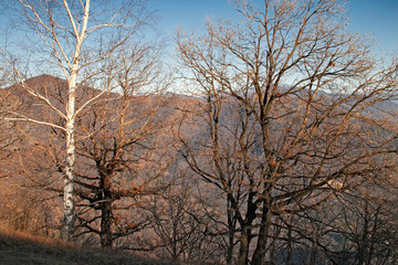 View of a forest in the bare winter clothes