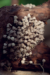 closeup of tiny fairy inkcap mushrooms