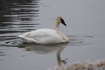 Trumpeter Swan Winter Season 