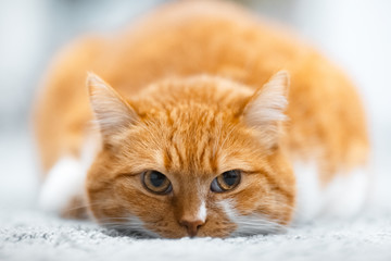 Portrait of cute red white cat lying on the floor.