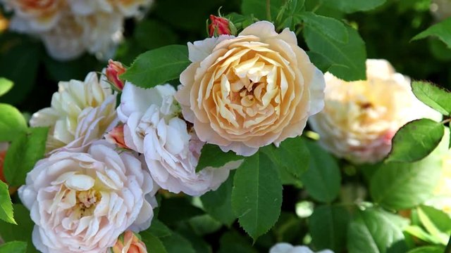 Lovely pure apricot flowers - darker in the middle, paler towards the edgesrossa Grase Auskeppy, Shrub Rose