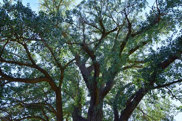Macro detailed view of flower, trees and weeds flora along the Jordan River Trail in the Wasatch Front Rocky Mountains, in Salt Lake City, Utah.