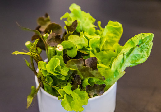 Fresh green leaf vegetables
