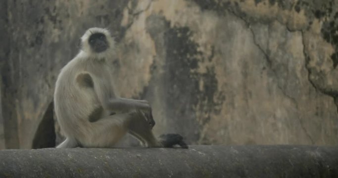 A langur monkey sits on a temple wall and runs away.