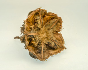 Amazing plant seeds(Abroma augusta) on white background. Shot with focus stacking.