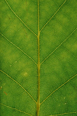 Obraz premium Autumn Leave on a white background, the veins are clear