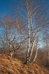 Panoramic view of the mountain slope, with some birches illuminated by the setting sun, in winter.