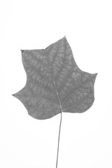Autumn Leave (Liriodendron chinense) on a white background, the veins are clear