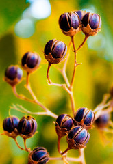 Dry Berry Bunch with Green Follage Background