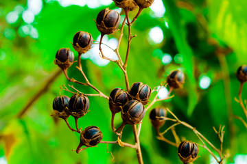 Dry Brown Berries With Green Follage