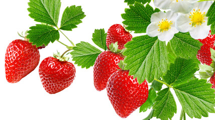garden red strawberry on white