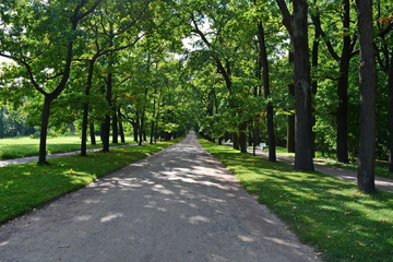 Fototapeta na wymiar Long straight ground road in a shady beautiful city garden among the smooth rows of oak trees at summer sunny morning