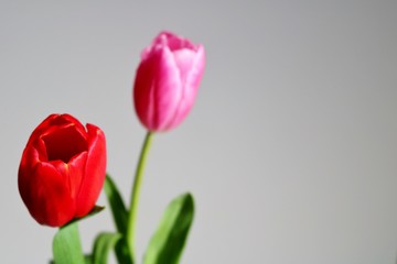 チューリップ　赤　ピンク　屋内