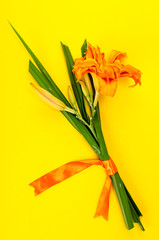 Orange flower daylily on bright background