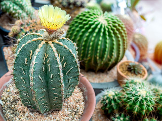 Obraz premium Cactus plant in pots