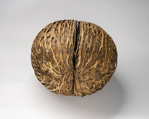 Amazing plant seed of Cerbera manghas, also called Pong pong seed, sea mango. On white background.