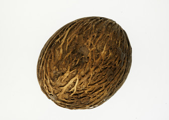 Amazing plant seed of Cerbera manghas, also called Pong pong seed, sea mango. On white background.