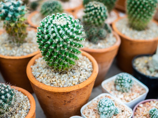 Cactus plant in pots
