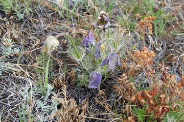 	pasqueflower