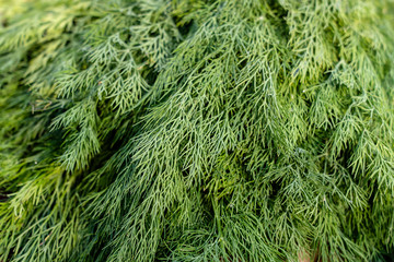 Fresh organic green dill for sale in local street market in Thailand, closeup