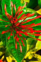Tiny Green Ixona Buds with a Green Leaf  Background